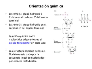 Orientación química
• Extremo 5’: grupo hidroxilo o
fosfato en el carbono 5’ del azúcar
terminal
• Extremo 3’: grupo hidroxilo en el
carbono 3’ del azúcar terminal
• La unión química entre
nucleótidos adyacentes es el
enlace fosfodiéster en cada lado
• La estructura primaria de los ac.
Nucleicos esta dado por la
secuencia lineal de nucleótidos
por enlaces fosfodiéster.
 