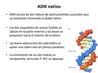 ADN nativo
• ADN consta de dos hebras de polinucleótidos asociados que
se entrelazan formando la doble hélice.
• Los dos esqueletos de azúcar-fosfato se
ubican en la parte exterior y las bases se
proyectan hacia el interior de la hélice.
• Las bases adyacentes de cada hebra se
apilan una sobre otra en planos paralelos.
• La orientación de las dos hebras es
antiparalela, dirección 5’3’ es opuesta.
 