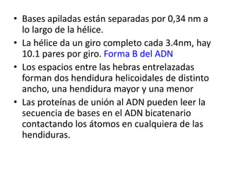 • Bases apiladas están separadas por 0,34 nm a
lo largo de la hélice.
• La hélice da un giro completo cada 3.4nm, hay
10.1 pares por giro. Forma B del ADN
• Los espacios entre las hebras entrelazadas
forman dos hendidura helicoidales de distinto
ancho, una hendidura mayor y una menor
• Las proteínas de unión al ADN pueden leer la
secuencia de bases en el ADN bicatenario
contactando los átomos en cualquiera de las
hendiduras.
 