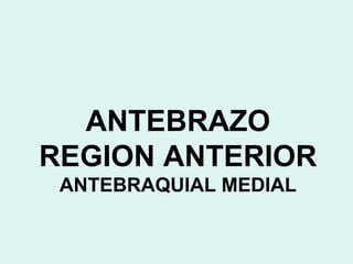 ANTEBRAZO
REGION ANTERIOR
 ANTEBRAQUIAL MEDIAL
 