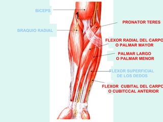 BICEPS
                 1          PRONATOR TERES

BRAQUIO RADIAL

                      FLEXOR RADIAL DEL CARPO
                          O PALMAR MAYOR

                           PALMAR LARGO
                          O PALMAR MENOR


                       FLEXOR SUPERFICIAL
                          DE LOS DEDOS

                     FLEXOR CUBITAL DEL CARPO
                       O CUBITCCAL ANTERIOR
 