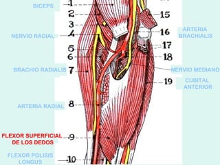 BICEPS


                      21      ARTERIA
  NERVIO RADIAL              BRACHIALIS




   BRACHIO RADIALIS        NERVIO MEDIANO
                              CUBITAL
                              ANTERIOR


    ARTERIA RADIAL




FLEXOR SUPERFICIAL
   DE LOS DEDOS

 FLEXOR POLISIS
    LONGUS
 