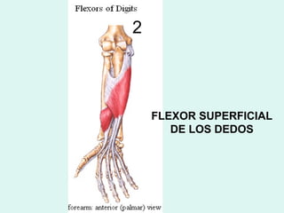 2



    FLEXOR SUPERFICIAL
       DE LOS DEDOS
 
