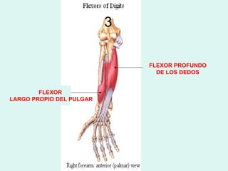 3

                              FLEXOR PROFUNDO
                                DE LOS DEDOS


        FLEXOR
LARGO PROPIO DEL PULGAR
 
