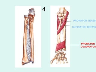 4
    PRONATOR TERES

    SUPINATOR BREVIS




         PRONATOR
         CUADRATUS
 