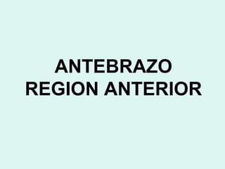 ANTEBRAZO
REGION ANTERIOR
 