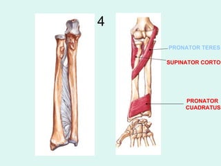 4
    PRONATOR TERES

    SUPINATOR CORTO




         PRONATOR
         CUADRATUS
 