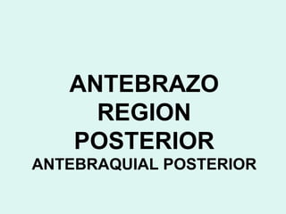 ANTEBRAZO
     REGION
   POSTERIOR
ANTEBRAQUIAL POSTERIOR
 