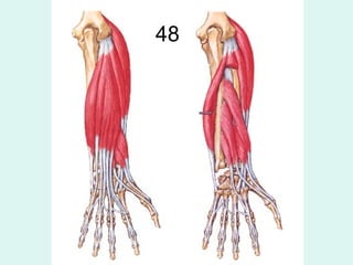 48
 