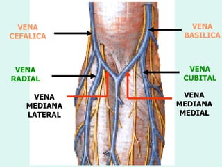 VENA
             1      VENA
CEFALICA          BASILICA



 VENA              VENA
RADIAL            CUBITAL

    VENA          VENA
   MEDIANA       MEDIANA
   LATERAL       MEDIAL
 