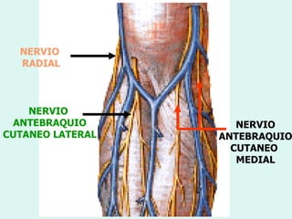NERVIO
  RADIAL



    NERVIO
 ANTEBRAQUIO         NERVIO
CUTANEO LATERAL   ANTEBRAQUIO
                    CUTANEO
                     MEDIAL
 