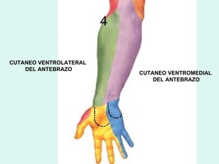 4

CUTANEO VENTROLATERAL
    DEL ANTEBRAZO
                            CUTANEO VENTROMEDIAL
                                DEL ANTEBRAZO
 