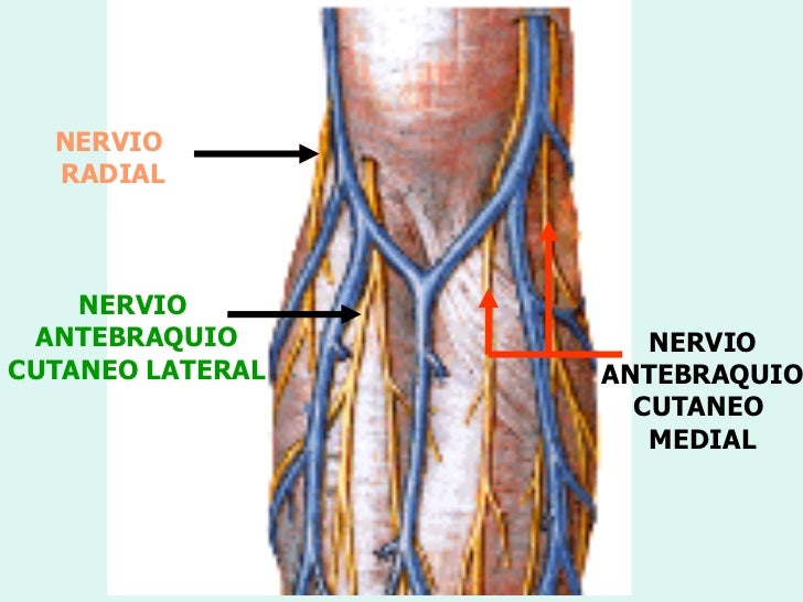 Como Sacar Venas En Los Biceps