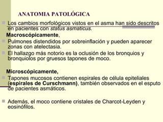 ANATOMIA PATOLÓGICA  Los cambios morfológicos vistos en el asma han sido descritos en pacientes con  status asmaticus. Macroscópicamente ,  Pulmones distendidos por sobreinflación y pueden aparecer zonas con atelectasia.  El hallazgo más notorio es la oclusión de los bronquios y bronquiolos por gruesos tapones de moco. Microscópicamente,   Tapones mucosos contienen espirales de célula epiteliales ( espirales de Curschmann) , también observados en el esputo de pacientes asmáticos. Además, el moco contiene cristales de Charcot-Leyden y eosinófilos.  