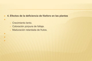  4. Efectos de la deficiencia de fósforo en las plantas

 Crecimiento lento.
 Coloración púrpura de follaje.
 Maduración retardada de frutos.



 
