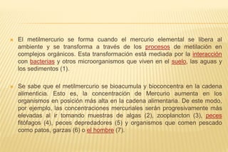  El metilmercurio se forma cuando el mercurio elemental se libera al
ambiente y se transforma a través de los procesos de metilación en
complejos orgánicos. Esta transformación está mediada por la interacción
con bacterias y otros microorganismos que viven en el suelo, las aguas y
los sedimentos (1).
 Se sabe que el metilmercurio se bioacumula y bioconcentra en la cadena
alimenticia. Esto es, la concentración de Mercurio aumenta en los
organismos en posición más alta en la cadena alimentaria. De este modo,
por ejemplo, las concentraciones mercuriales serán progresivamente más
elevadas al ir tomando muestras de algas (2), zooplancton (3), peces
fitófagos (4), peces depredadores (5) y organismos que comen pescado
como patos, garzas (6) o el hombre (7).
 