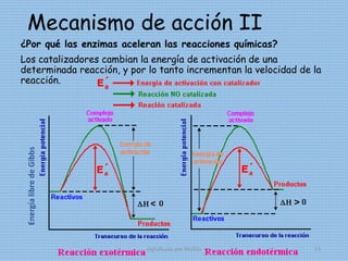 ¿Por qué las enzimas aceleran las reacciones químicas?
Los catalizadores cambian la energía de activación de una
determinada reacción, y por lo tanto incrementan la velocidad de la
reacción.
Mecanismo de acción IIEnergíalibredeGibbs
digitalizado por Melilds 14
 