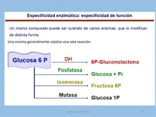 Una enzima generalmente cataliza una sola reacción.
digitalizado por Melilds 16
 