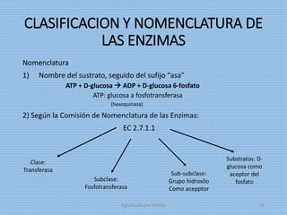 CLASIFICACION Y NOMENCLATURA DE
LAS ENZIMAS
Nomenclatura
1) Nombre del sustrato, seguido del sufijo “asa”
ATP + D-glucosa  ADP + D-glucosa 6-fosfato
ATP: glucosa a fosfotransferasa
(hexoquinasa)
2) Según la Comisión de Nomenclatura de las Enzimas:
EC 2.7.1.1
Clase:
Transferasa
Subclase:
Fosfotransferasa
Sub-subclase:
Grupo hidroxilo
Como acepptor
Substratos: D-
glucosa como
aceptor del
fosfato
digitalizado por Melilds 18
 