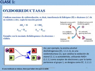 CLASE 1:
Así, por ejemplo, la enzima alcohol
deshidrogenasa (EC, 1.1.1.1), es una
oxidoreductasa (1), que cataliza la oxidación de
etanol (1.1.) a acetaldehído, utilizando NAD+
(1.1.1.) como aceptor de electrones y por lo tanto
pertenece al grupo 1, se designa como EC. 1.1.1.1
Si una molécula se reduce, tiene que haber otra que se oxide
digitalizado por Melilds 21
 