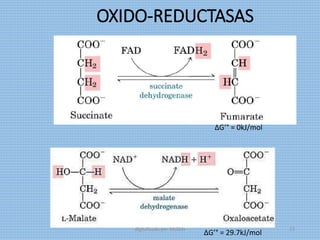 OXIDO-REDUCTASAS
ΔG’° = 0kJ/mol
ΔG’° = 29.7kJ/mol
digitalizado por Melilds 23
 