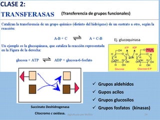 CLASE 2:
(Transferencia de grupos funcionales)
 Grupos aldehídos
 Gupos acilos
 Grupos glucosilos
 Grupos fosfatos (kinasas)Succinato Deshidrogenasa
Citocromo c oxidasa.
Ej. glucoquinasa
digitalizado por Melilds 24
 