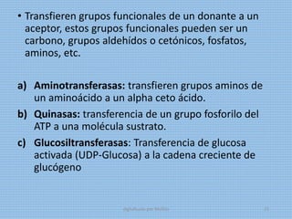 • Transfieren grupos funcionales de un donante a un
aceptor, estos grupos funcionales pueden ser un
carbono, grupos aldehídos o cetónicos, fosfatos,
aminos, etc.
a) Aminotransferasas: transfieren grupos aminos de
un aminoácido a un alpha ceto ácido.
b) Quinasas: transferencia de un grupo fosforilo del
ATP a una molécula sustrato.
c) Glucosiltransferasas: Transferencia de glucosa
activada (UDP-Glucosa) a la cadena creciente de
glucógeno
digitalizado por Melilds 25
 