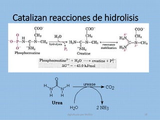 Catalizan reacciones de hidrolisis
digitalizado por Melilds 28
 