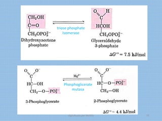 triose phosphate
Isomerase
Phosphoglicerate
mutasa
digitalizado por Melilds 33
 