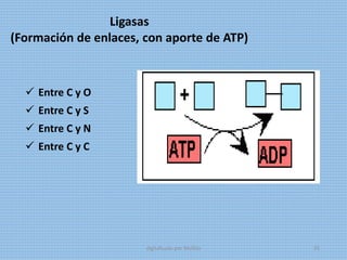 Ligasas
(Formación de enlaces, con aporte de ATP)
 Entre C y O
 Entre C y S
 Entre C y N
 Entre C y C
digitalizado por Melilds 35
 