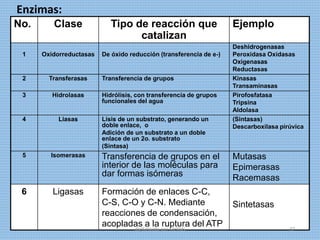 No. Clase Tipo de reacción que
catalizan
Ejemplo
1 Oxidorreductasas De óxido reducción (transferencia de e-)
Deshidrogenasas
Peroxidasa Oxidasas
Oxigenasas
Reductasas
2 Transferasas Transferencia de grupos Kinasas
Transaminasas
3 Hidrolasas Hidrólisis, con transferencia de grupos
funcionales del agua
Pirofosfatasa
Tripsina
Aldolasa
4 Liasas Lisis de un substrato, generando un
doble enlace, o
Adición de un substrato a un doble
enlace de un 2o. substrato
(Sintasa)
(Sintasas)
Descarboxilasa pirúvica
5 Isomerasas Transferencia de grupos en el
interior de las moléculas para
dar formas isómeras
Mutasas
Epimerasas
Racemasas
6 Ligasas Formación de enlaces C-C,
C-S, C-O y C-N. Mediante
reacciones de condensación,
acopladas a la ruptura del ATP
Sintetasas
Enzimas:
digitalizado por Melilds 37
 