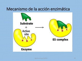 Mecanismo de la acción enzimática
digitalizado por Melilds 38
 