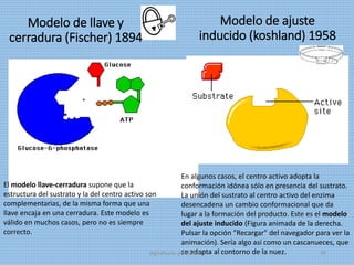 Modelo de llave y
cerradura (Fischer) 1894
Modelo de ajuste
inducido (koshland) 1958
El modelo llave-cerradura supone que la
estructura del sustrato y la del centro activo son
complementarias, de la misma forma que una
llave encaja en una cerradura. Este modelo es
válido en muchos casos, pero no es siempre
correcto.
En algunos casos, el centro activo adopta la
conformación idónea sólo en presencia del sustrato.
La unión del sustrato al centro activo del enzima
desencadena un cambio conformacional que da
lugar a la formación del producto. Este es el modelo
del ajuste inducido (Figura animada de la derecha.
Pulsar la opción "Recargar" del navegador para ver la
animación). Sería algo así como un cascanueces, que
se adapta al contorno de la nuez.digitalizado por Melilds 39
 
