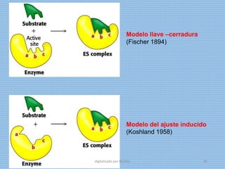 Modelo llave –cerradura
(Fischer 1894)
Modelo del ajuste inducido
(Koshland 1958)
digitalizado por Melilds 40
 