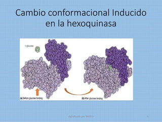 Cambio conformacional Inducido
en la hexoquinasa
digitalizado por Melilds 41
 