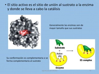 • El sitio activo es el sitio de unión al sustrato a la enzima
y donde se lleva a cabo la catálisis
Generalmente las enzimas son de
mayor tamaño que sus sustratos
Su conformación es complementaria o se
forma complementaria al sustrato
digitalizado por Melilds 42
 