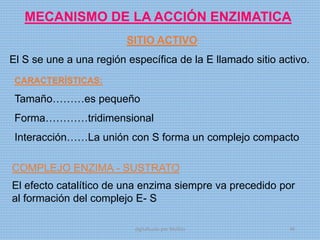 MECANISMO DE LA ACCIÓN ENZIMATICA
SITIO ACTIVO:
El S se une a una región específica de la E llamado sitio activo.
CARACTERÍSTICAS:
Tamaño………es pequeño
Forma…………tridimensional
Interacción……La unión con S forma un complejo compacto
COMPLEJO ENZIMA - SUSTRATO
El efecto catalítico de una enzima siempre va precedido por
al formación del complejo E- S
digitalizado por Melilds 46
 