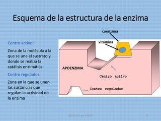 Esquema de la estructura de la enzima
Centro activo:
Zona de la molécula a la
que se une el sustrato y
donde se realiza la
catálisis enzimática.
Centro regulador:
Zona en la que se unen
las sustancias que
regulan la actividad de
la enzima
coenzima
vitamina
APOENZIMA
digitalizado por Melilds 54
 