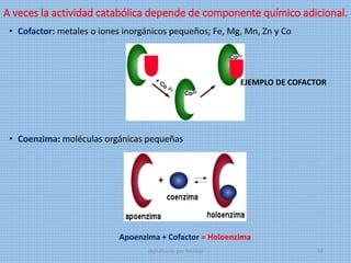 A veces la actividad catabólica depende de componente químico adicional.
• Cofactor: metales o iones inorgánicos pequeños; Fe, Mg, Mn, Zn y Co
• Coenzima: moléculas orgánicas pequeñas
EJEMPLO DE COFACTOR
Apoenzima + Cofactor = Holoenzima
digitalizado por Melilds 58
 