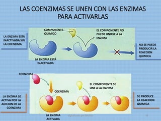 LAS COENZIMAS SE UNEN CON LAS ENZIMAS
PARA ACTIVARLAS
LA ENZIMA ESTÁ
INACTIVADA SIN
LA COENZIMA
COENZIMA
LA ENZIMA SE
ACTIVA POR LA
ADICION DE LA
COENZIMA
COMPONENTE
QUIMICO
EL COMPONENTE NO
PUEDE UNIRSE A LA
ENZIMA
NO SE PUEDE
PRODUCIR LA
REACCION
QUIMICA
SE PRODUCE
LA REACCION
QUIMICA
LA ENZIMA ESTÁ
INACTIVADA
COENZIMA
LA ENZIMA
ACTIVADA
EL COMPONENTE SE
UNE A LA ENZIMA
digitalizado por Melilds 59
 