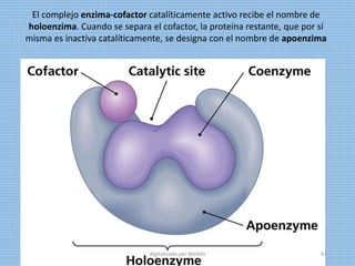 El complejo enzima-cofactor catalíticamente activo recibe el nombre de
holoenzima. Cuando se separa el cofactor, la proteína restante, que por sí
misma es inactiva catalíticamente, se designa con el nombre de apoenzima
digitalizado por Melilds 61
 