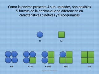 Como la enzima presenta 4 sub-unidades, son posibles
5 formas de la enzima que se diferencian en
características cinéticas y fisicoquímicas
H M
H4 H3M H2M2 HM3 M4
digitalizado por Melilds 73
 