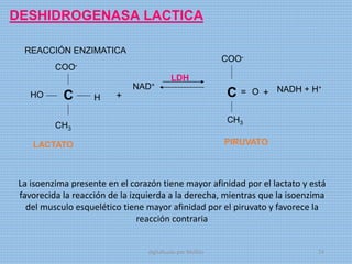 DESHIDROGENASA LACTICA
REACCIÓN ENZIMATICA
C
COO-
HO H
CH3
+
NAD+
LDH
COO-
C = O
CH3
+ NADH + H+
LACTATO PIRUVATO
La isoenzima presente en el corazón tiene mayor afinidad por el lactato y está
favorecida la reacción de la izquierda a la derecha, mientras que la isoenzima
del musculo esquelético tiene mayor afinidad por el piruvato y favorece la
reacción contraria
digitalizado por Melilds 74
 