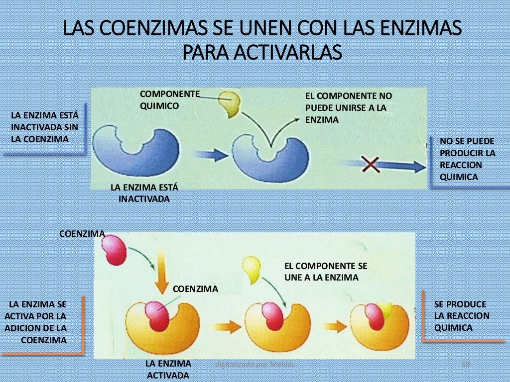 Enzimas Clase 4 Enzimas 2015