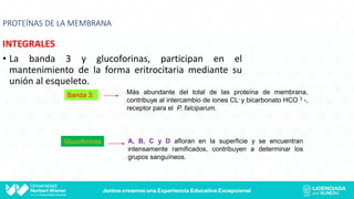 CURSO HEMATOLOGIA CLASE 4 ERITROPOYESIS .pdf