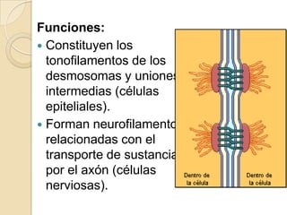 13.- MICROTUBULOSEstructuras tubulares de unos 250Å de diámetro.Paredes constituidas por proteína (tubulina).Dejan un núcleo central hueco.No están recubiertos por membranas.