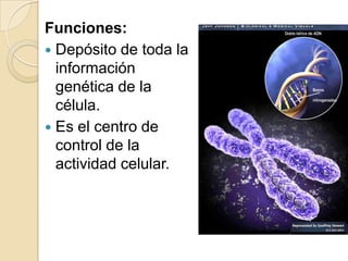 Locomoción  ameboidea , emisión de pseudópodos.15.. FILAMENTOS INTERMEDIOSFilamentos de proteínas.De 100Å de diámetro.Forman parte del citoesqueleto.