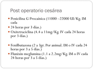 Post operatorio cesárea
 Penicilina G Procaínica (11000 –22000 UI/Kg. IM
cada
 24 horas por 3 días.)
 Oxitetraciclina (4.4 a 11mg/Kg. IV cada 24 horas
por 3 días.)
 Fenilbutazona (2 a 3gr. Por animal. IM o IV cada 24
horas por 3 a 5 días.)
 Flunixin meglumina (1.1 a 2.2mg/Kg. IM o IV cada
24 horas por 3 a 5 días.)
 