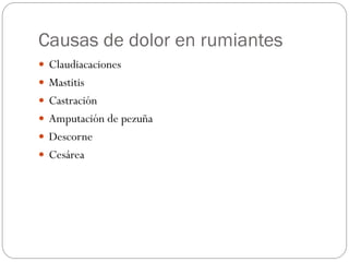 Causas de dolor en rumiantes
 Claudiacaciones
 Mastitis
 Castración
 Amputación de pezuña
 Descorne
 Cesárea
 