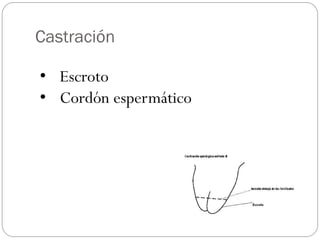 Castración
• Escroto
• Cordón espermático
 